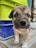 A close-up view of a small puppy with a light brown and white coat, gazing directly at the camera. The puppy has dark, shiny eyes and a small black nose. Behind the puppy, there are stacked plastic crates, one bright green and another blue.