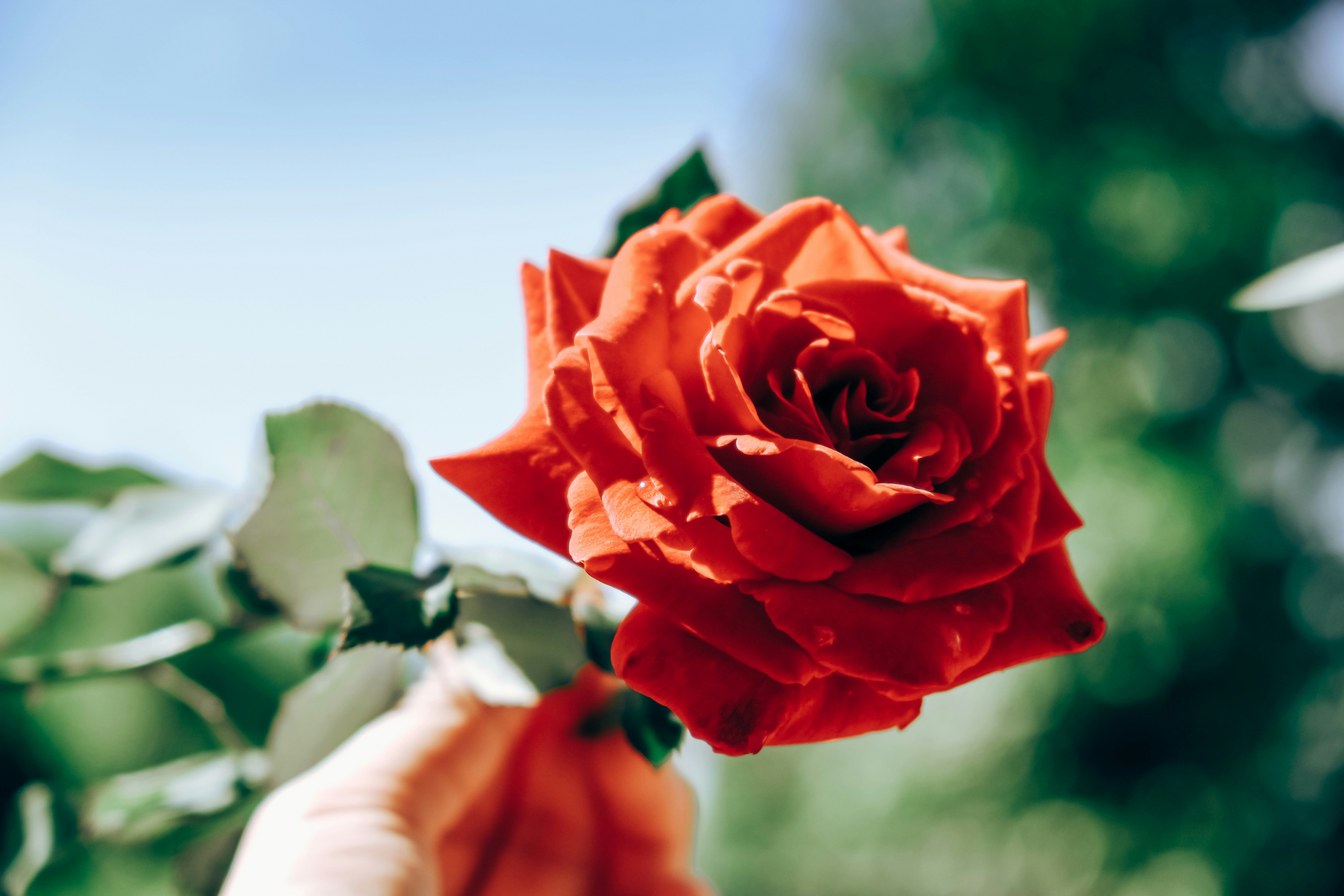 Photo by ryanduong94