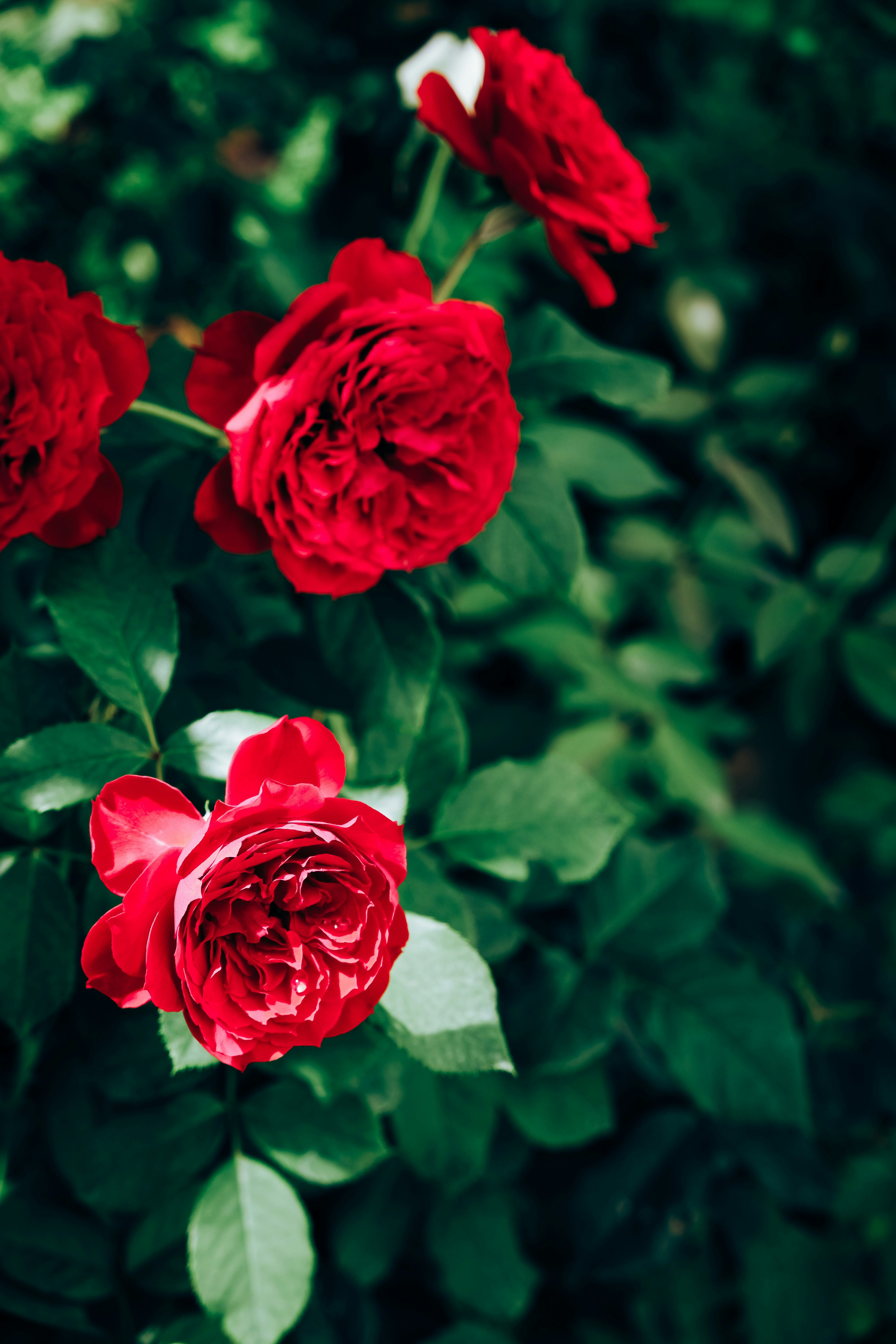 Photo by ryanduong94