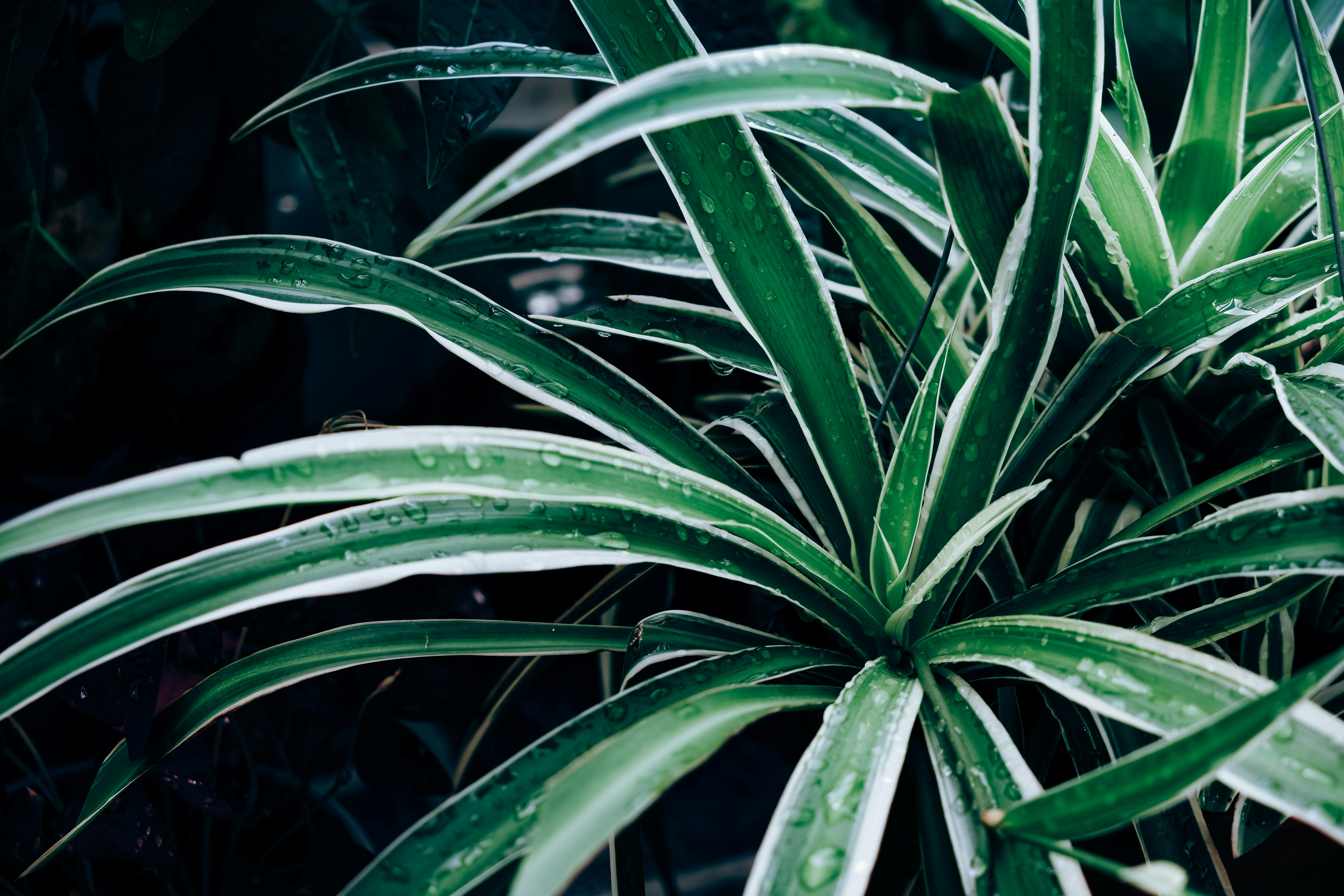 Photo by ryanduong94