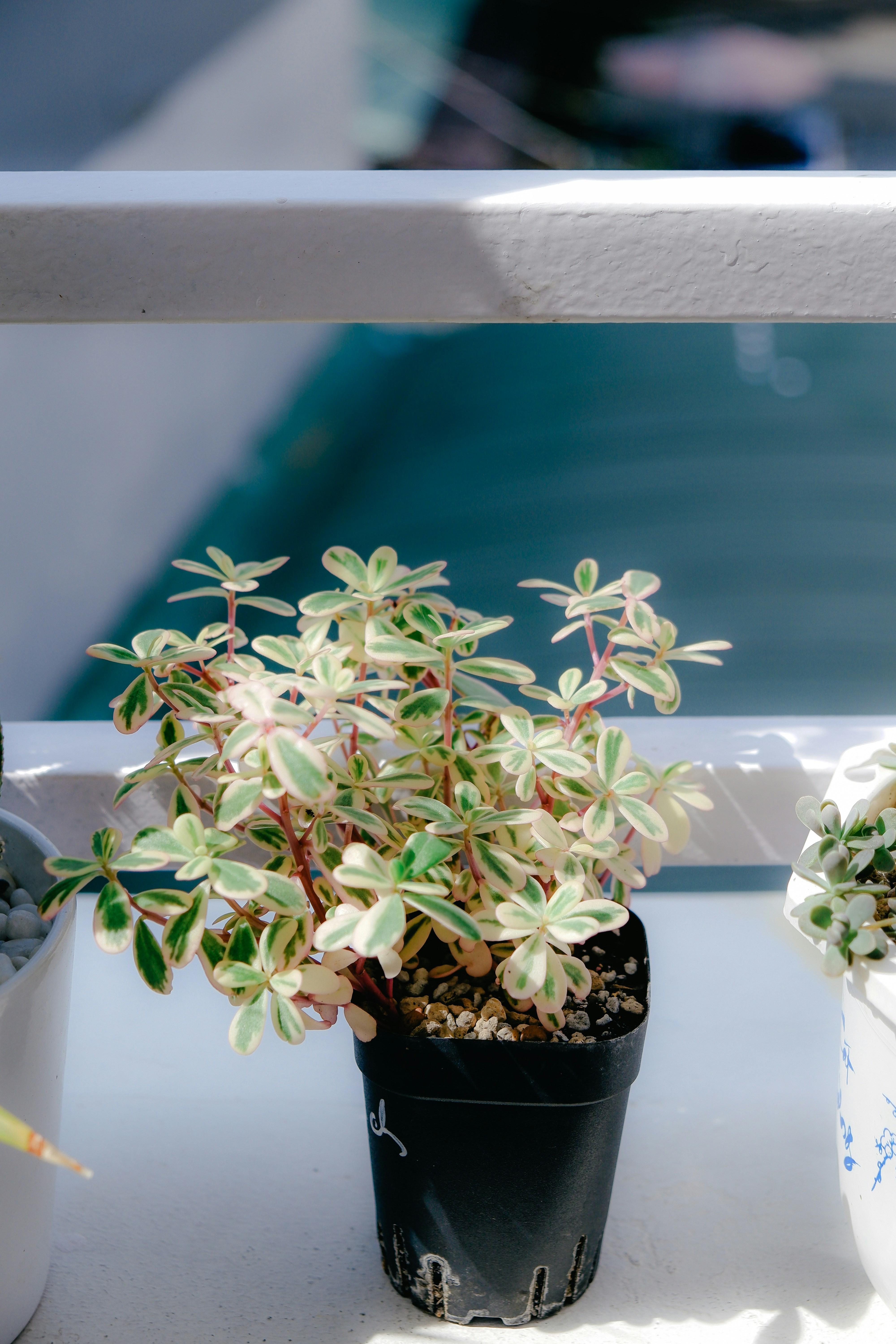 Photo by ryanduong94