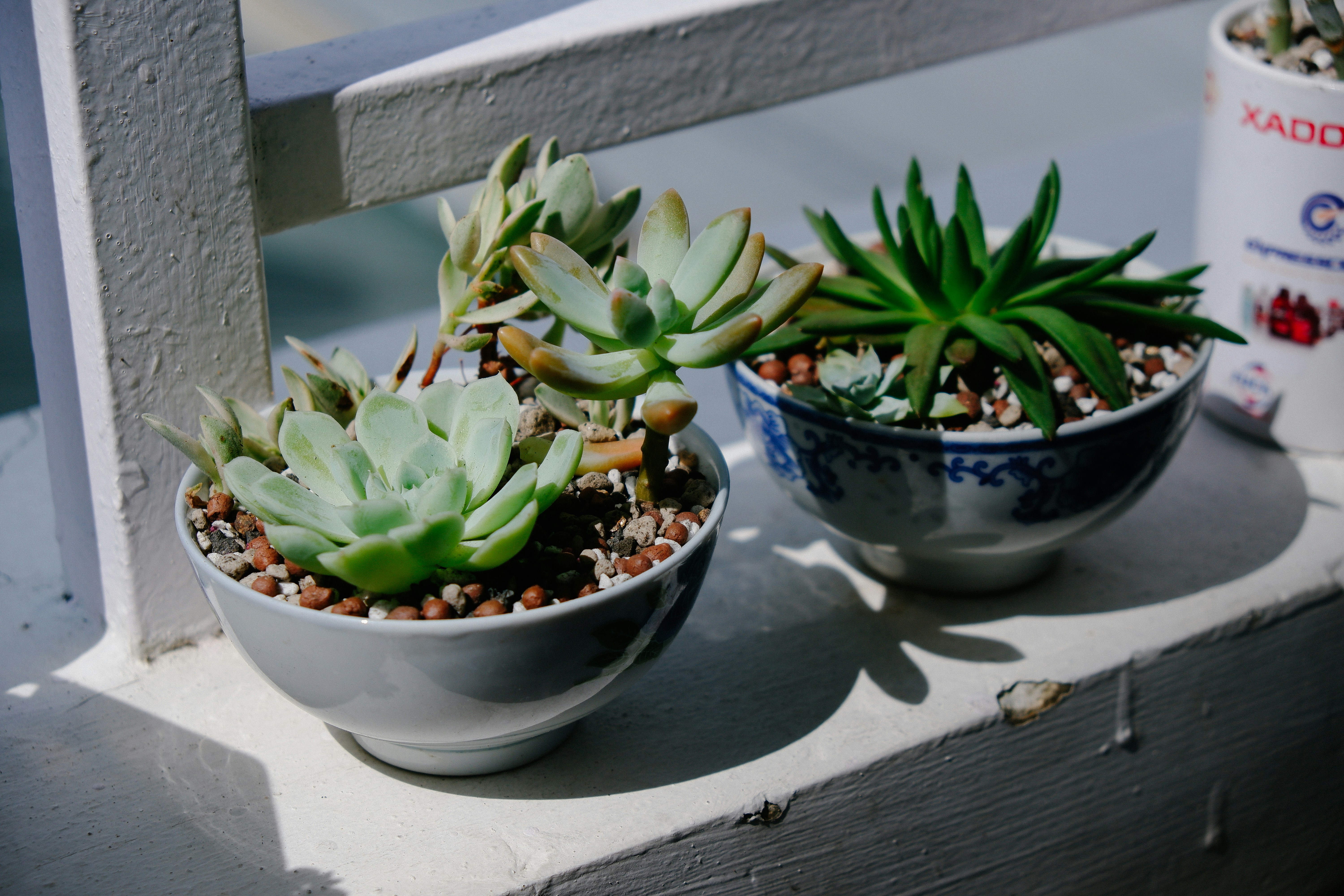 Photo by ryanduong94