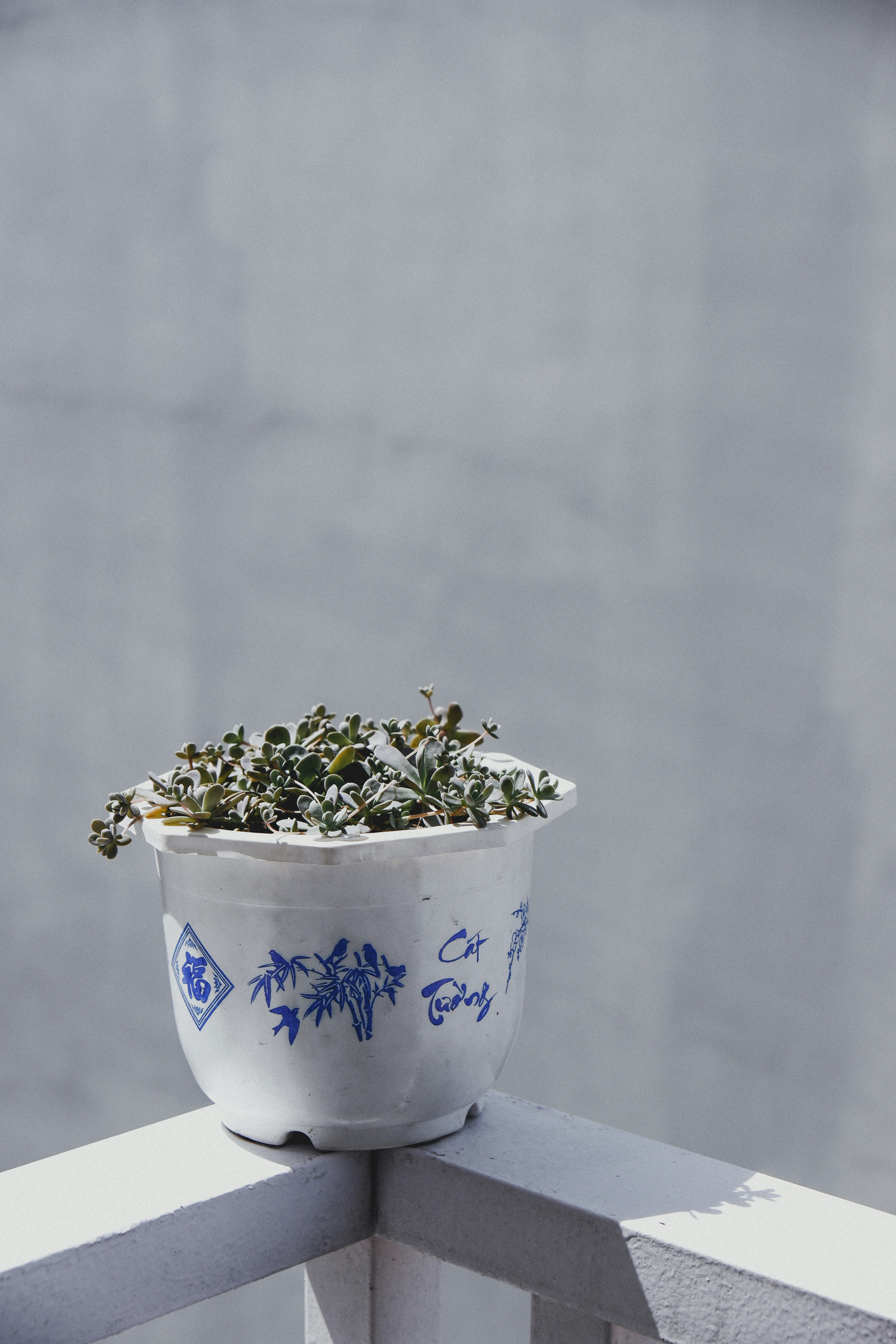 Photo by ryanduong94