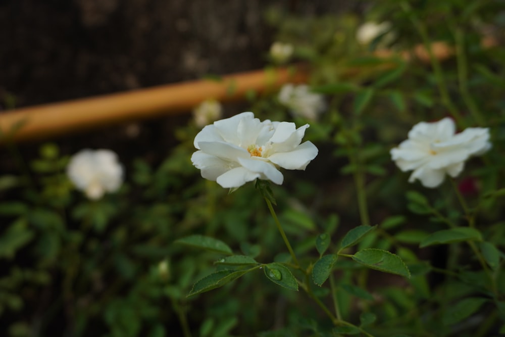 some white flowers are growing in a garden