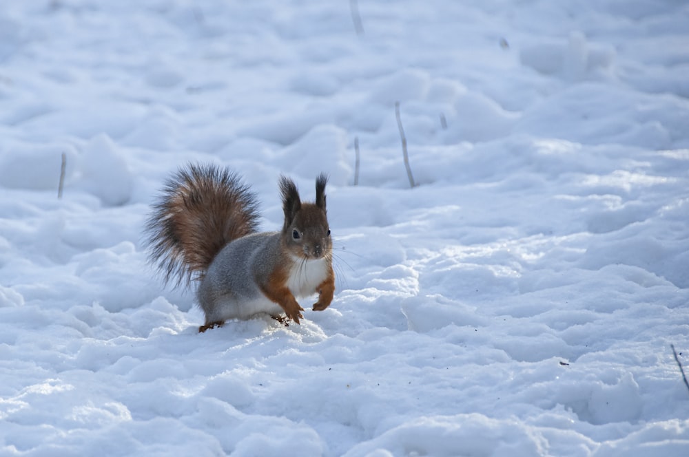 Ein Eichhörnchen rennt durch den Schnee