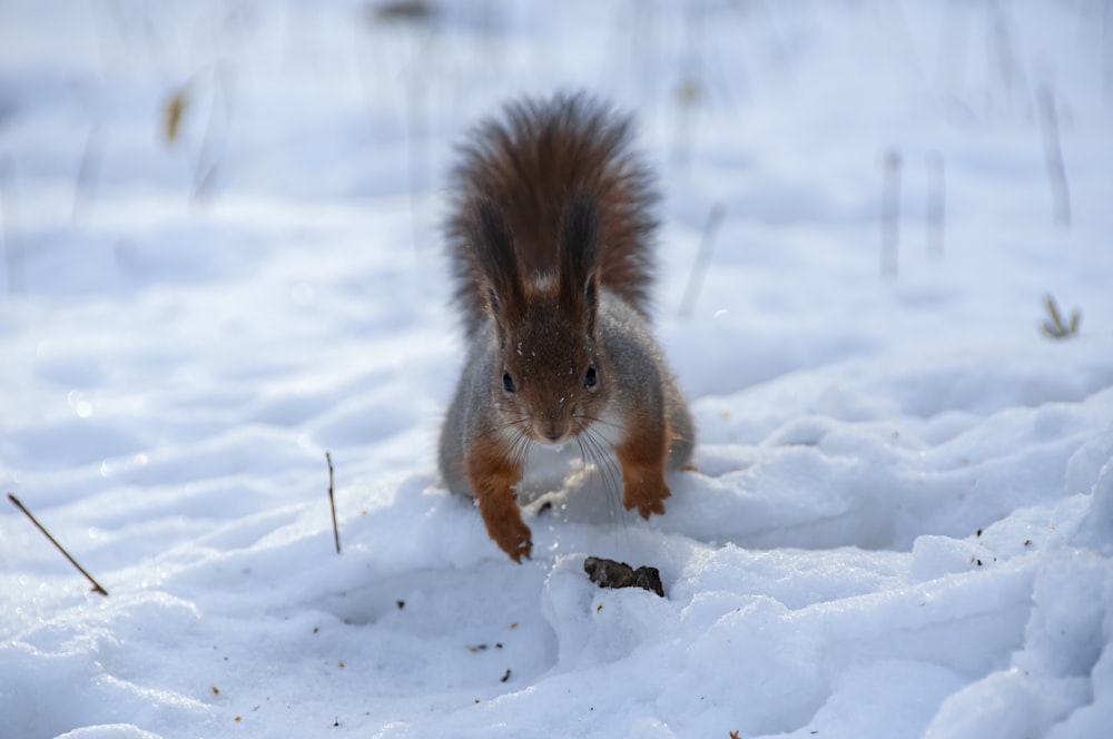 Ein Eichhörnchen rennt durch den Schnee