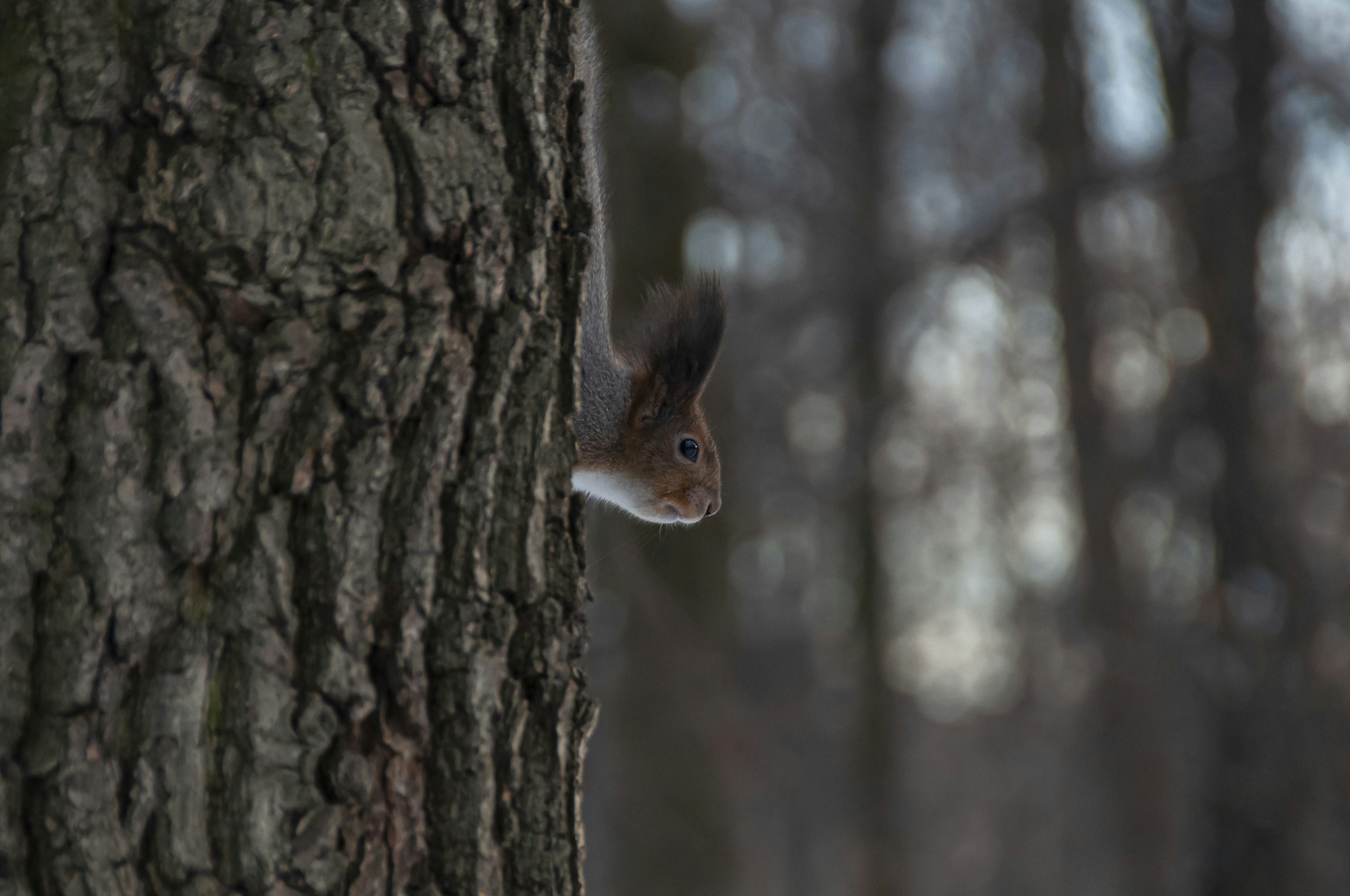 Photo by nikkitenkos