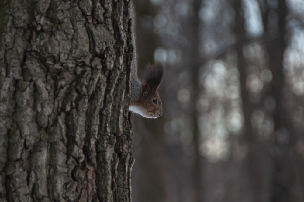 Ein Eichhörnchen lugt hinter einem Baum hervor
