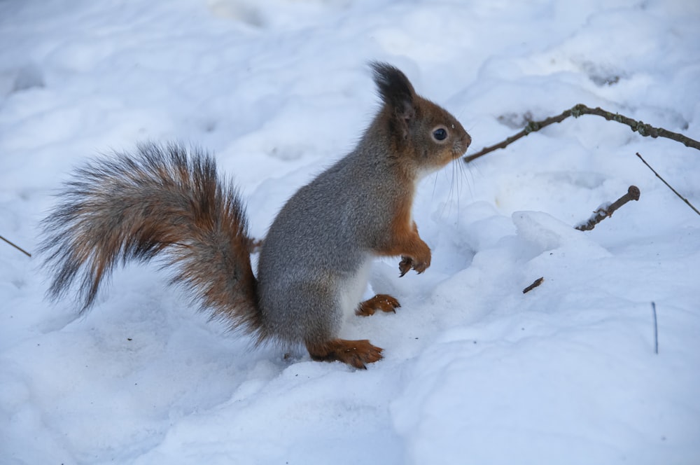 Ein Eichhörnchen steht auf den Hinterbeinen im Schnee