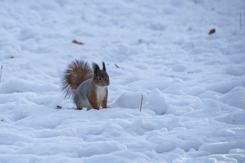 Ein Eichhörnchen steht im Schnee