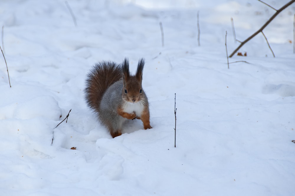 Ein Eichhörnchen rennt durch den Schnee