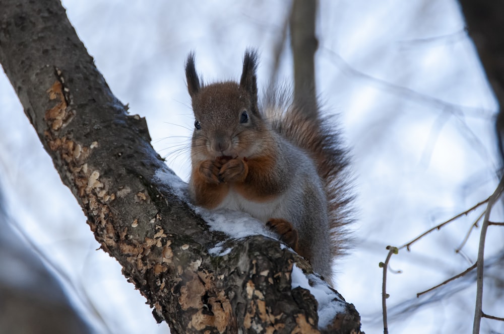 ein Eichhörnchen, das auf einem Ast sitzt