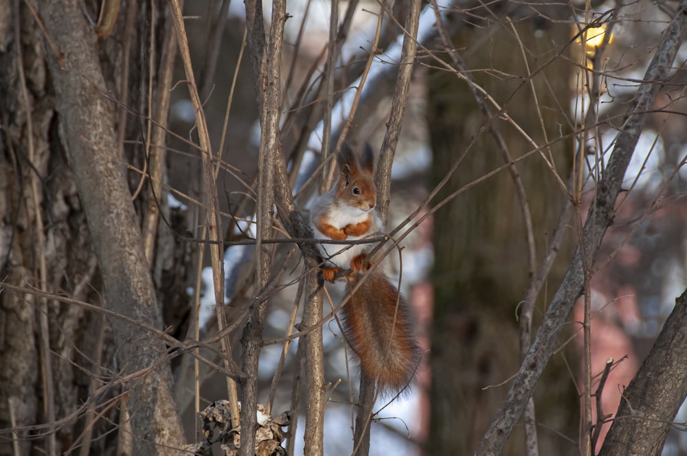 Ein Eichhörnchen sitzt in einem Baum ohne Blätter