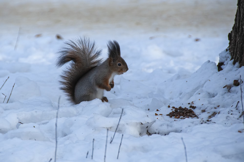 Ein Eichhörnchen steht im Schnee neben einem Baum