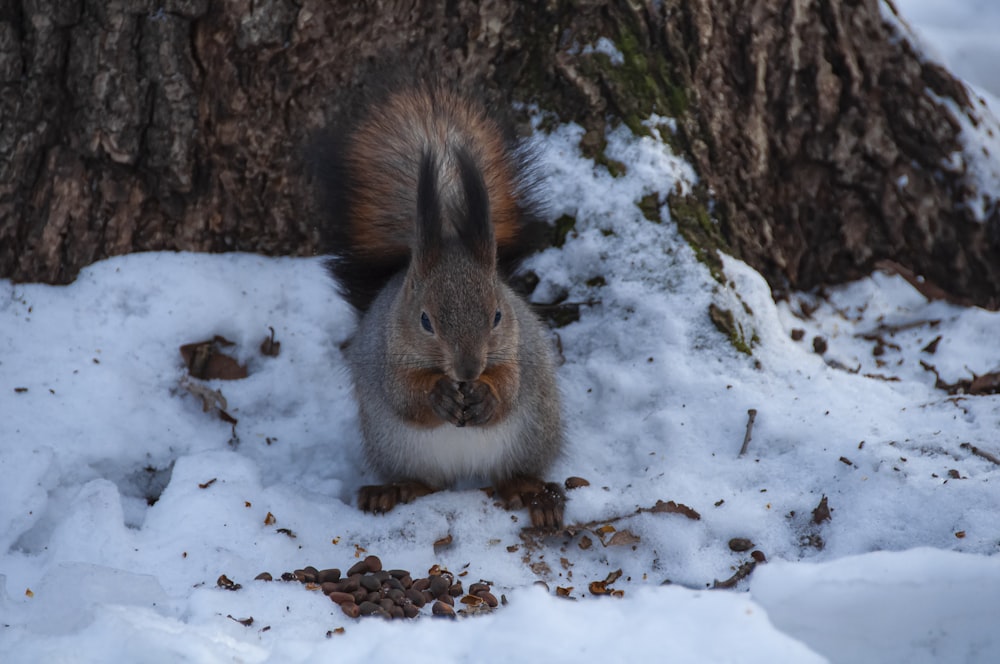 Ein Eichhörnchen sitzt im Schnee neben einem Baum