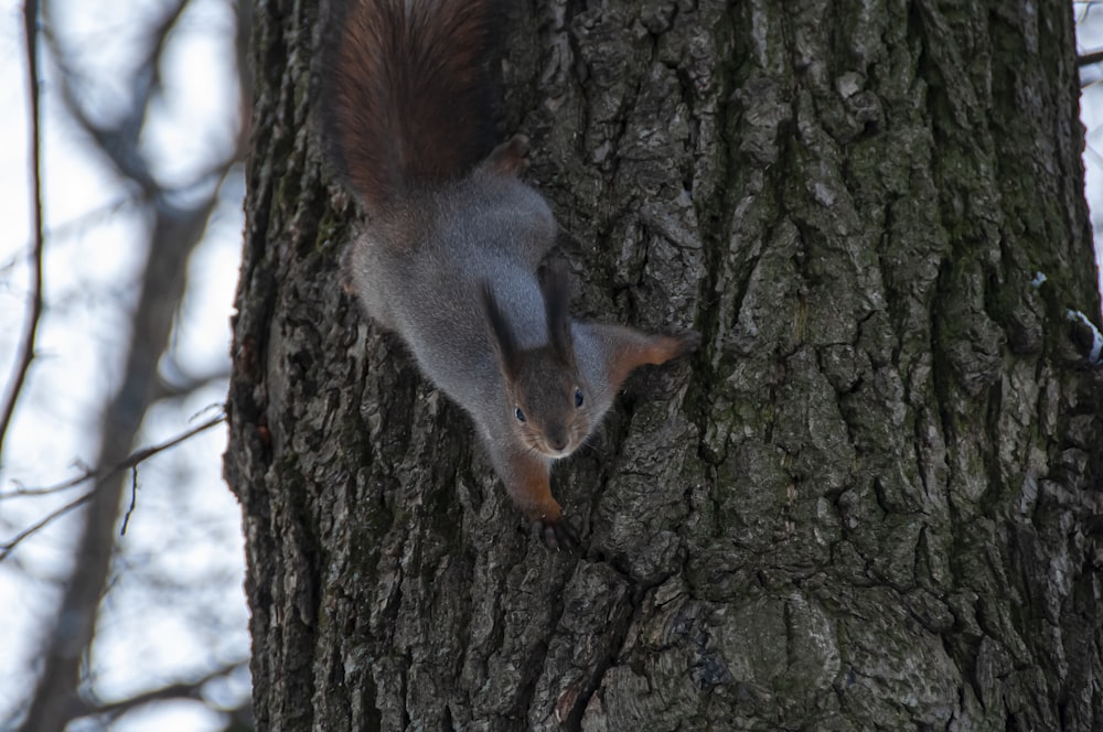 Ein Eichhörnchen klettert an der Seite eines Baumes hinauf