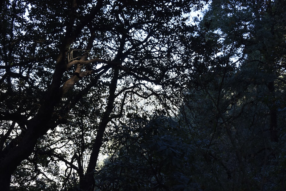 a person climbing up a tree in a forest