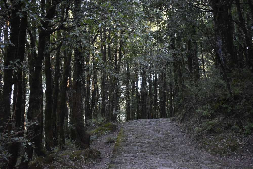 a dirt path in the middle of a forest