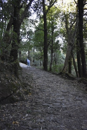 A serene traveler pausing on a winding path surrounded by lush landscapes, embodying thoughtful exploration.
