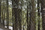 A chain-link fence in the foreground with a dense forest of tall trees in the background. The trees are covered with green foliage, and the light filtering through creates a natural, serene atmosphere.