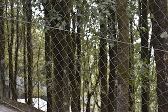 A chain-link fence in the foreground with a dense forest of tall trees in the background. The trees are covered with green foliage, and the light filtering through creates a natural, serene atmosphere.