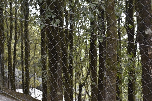 A chain-link fence in the foreground with a dense forest of tall trees in the background. The trees are covered with green foliage, and the light filtering through creates a natural, serene atmosphere.