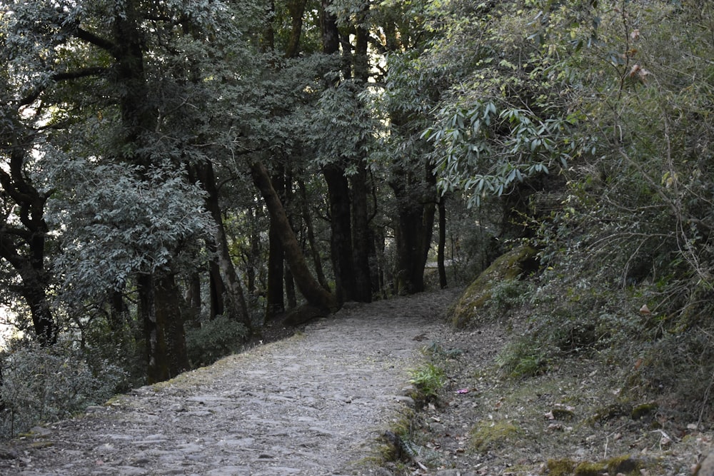 a dirt path in the middle of a forest