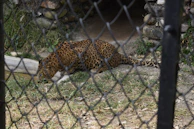 A leopard with a spotted coat is drinking water from a small concrete basin. The scene is viewed through a chain-link fence. The surroundings include grass, some rocks, and a dirt path leading to a shaded area.