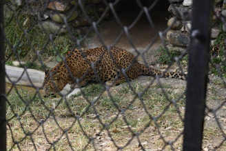A leopard with a spotted coat is drinking water from a small concrete basin. The scene is viewed through a chain-link fence. The surroundings include grass, some rocks, and a dirt path leading to a shaded area.
