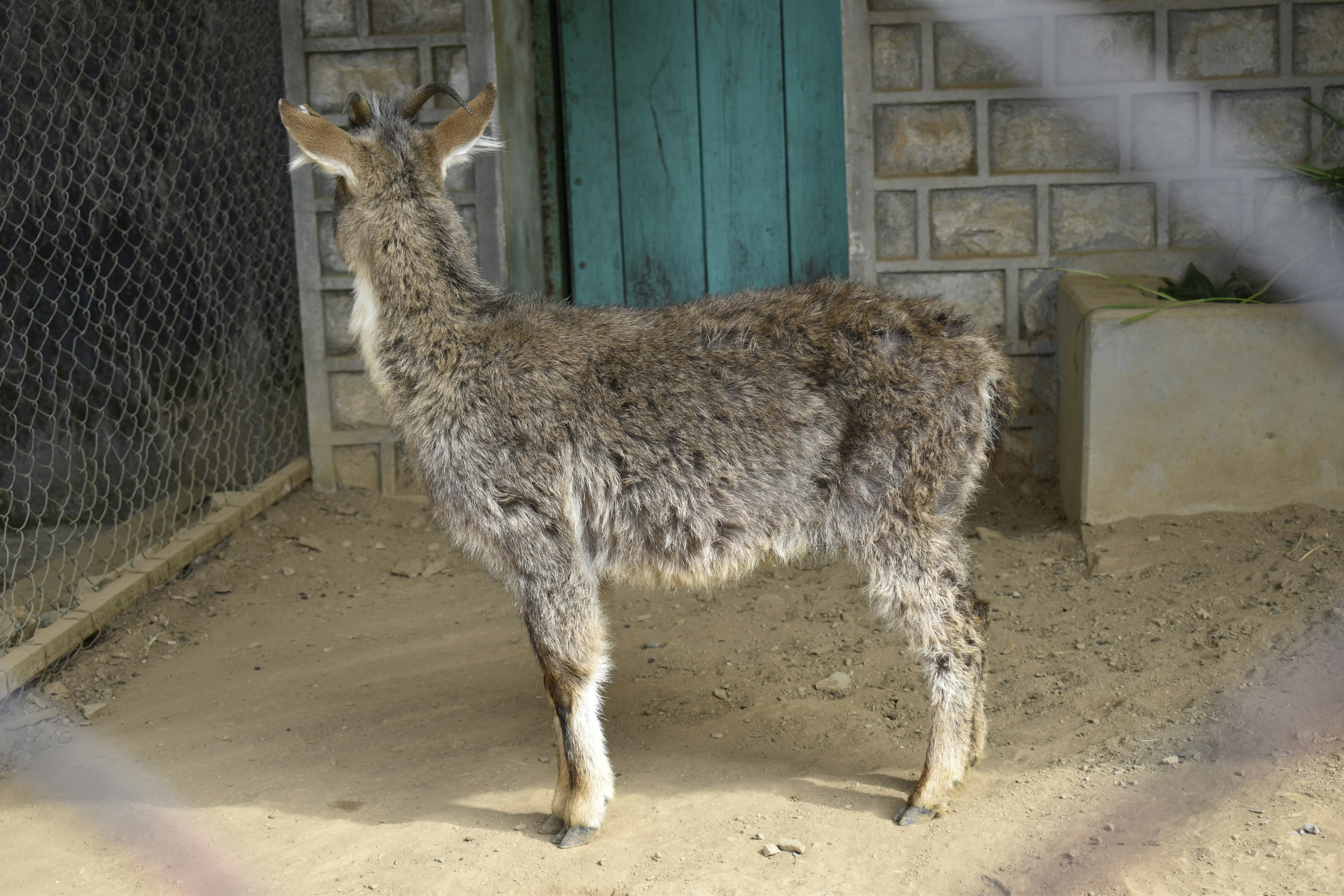 a small goat standing in front of a door