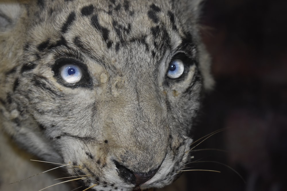 a close up of a snow leopard with blue eyes