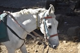 A white horse with a colorful bridle and harness is standing on a rocky, dirt path. The horse has a mane that appears slightly windswept, and its gaze is downward, giving a calm presence. The background includes stones and shadows, suggesting the location might be outdoors near a stable or trail.