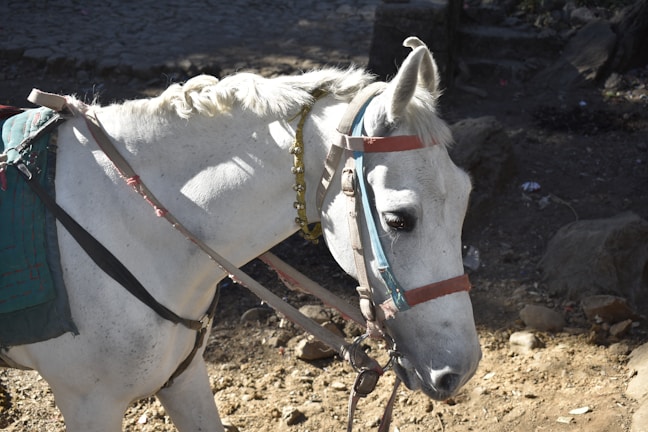 A white horse with a colorful bridle and harness is standing on a rocky, dirt path. The horse has a mane that appears slightly windswept, and its gaze is downward, giving a calm presence. The background includes stones and shadows, suggesting the location might be outdoors near a stable or trail.