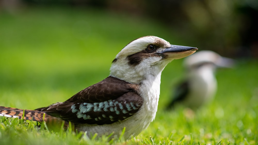 a bird standing on top of a lush green field