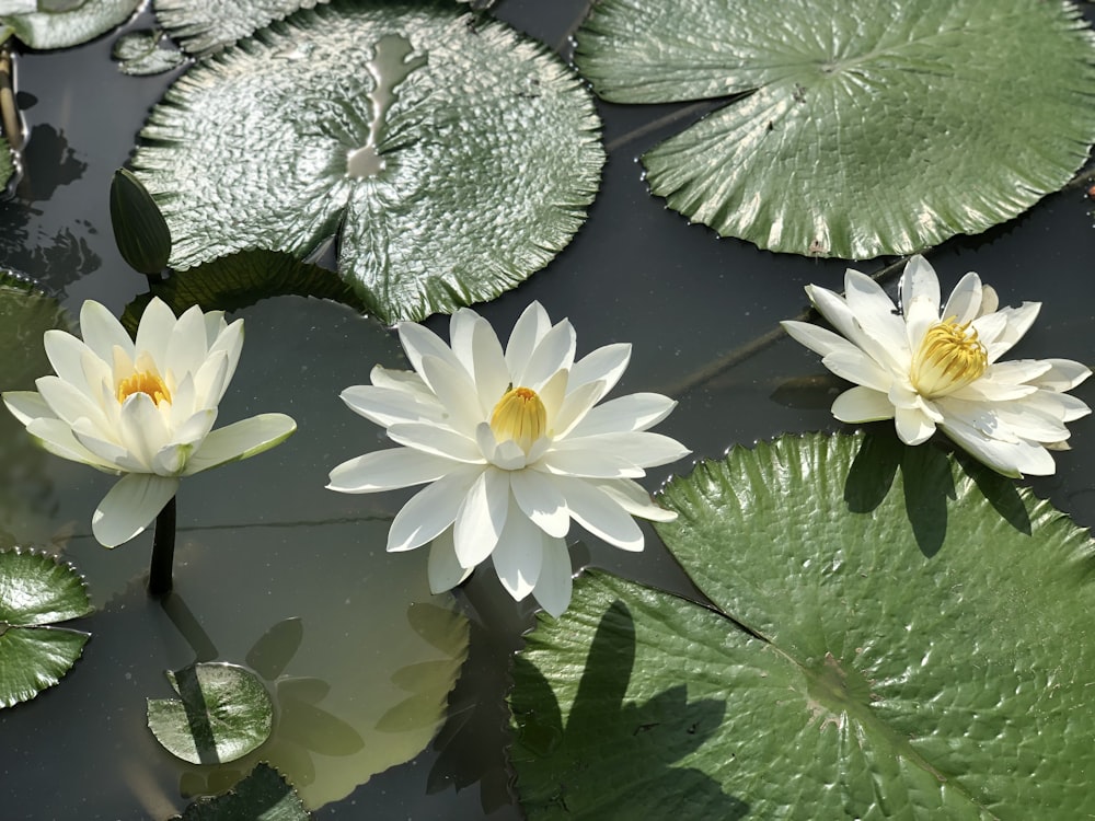 two white water lilies floating on top of a pond