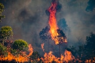 a forest fire burning through a forest filled with trees
