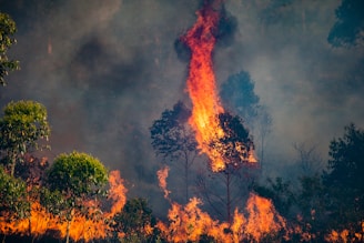 a forest fire burning through a forest filled with trees