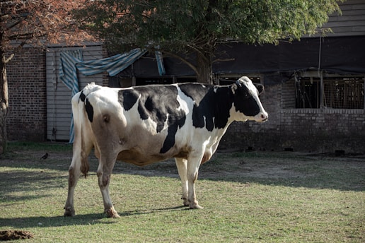 a black and white cow standing on top of a grass covered field