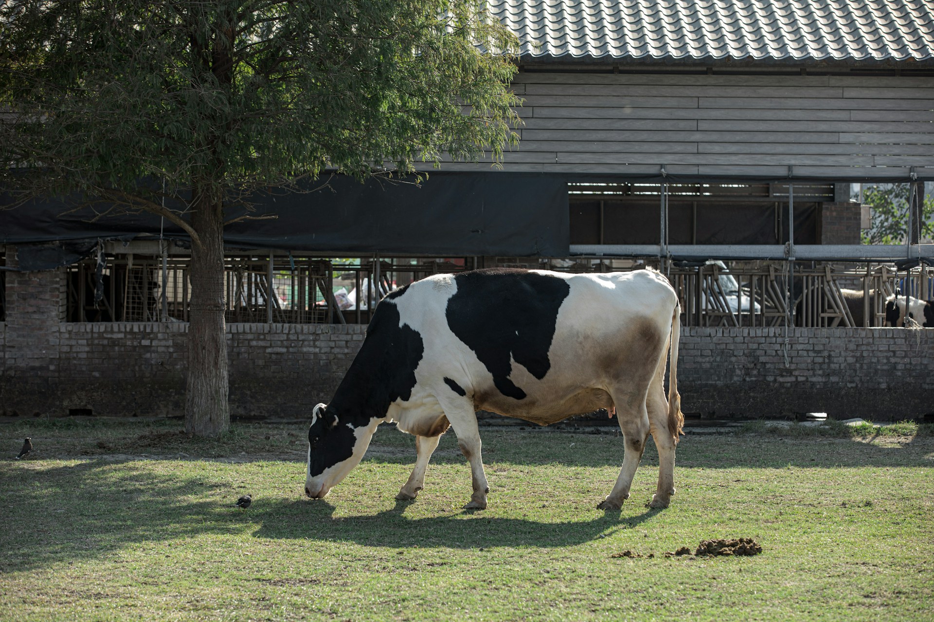 a black and white cow eating grass in front of a building