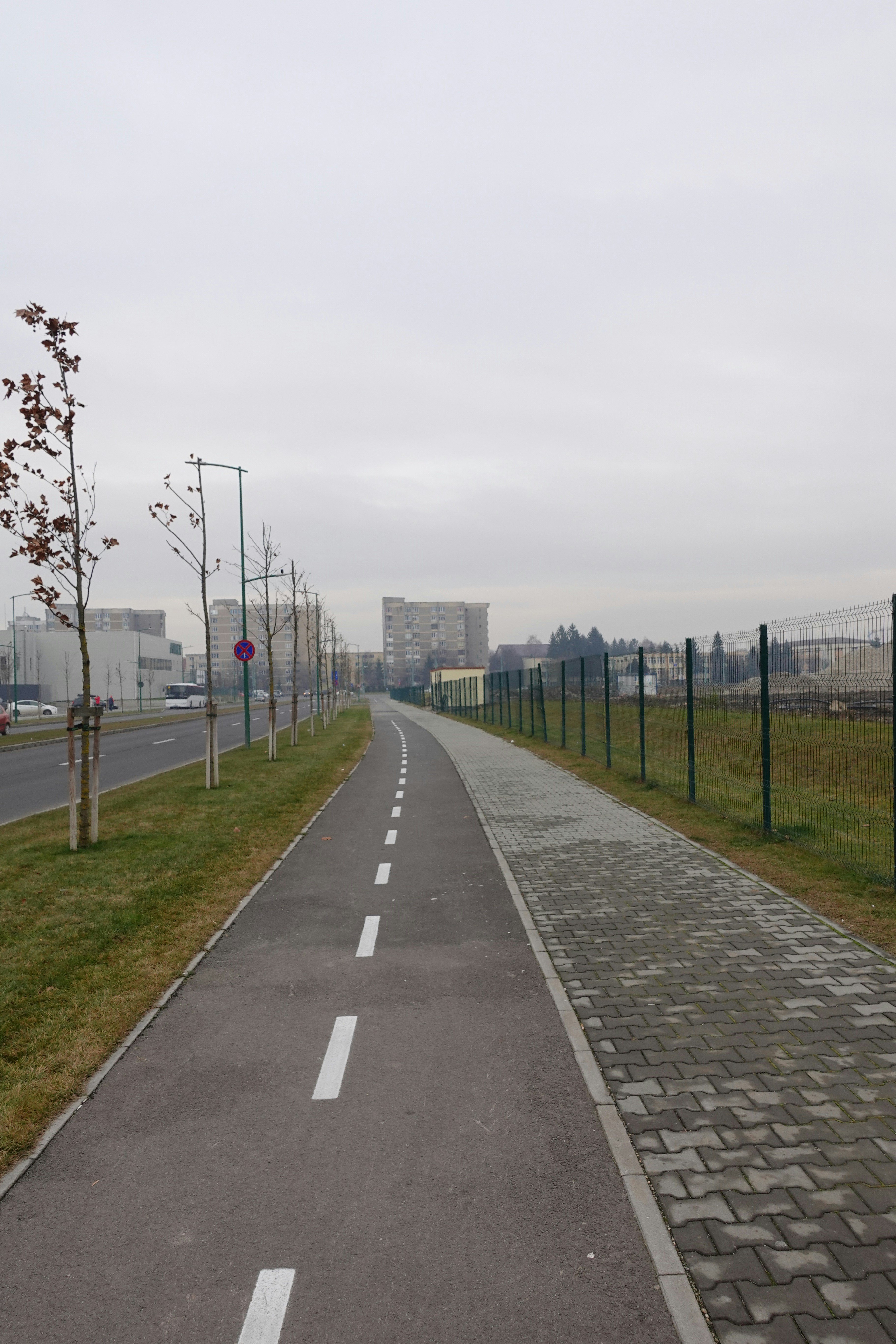 eine asphaltierte Straße mit einer Reihe von Bäumen auf beiden Seiten