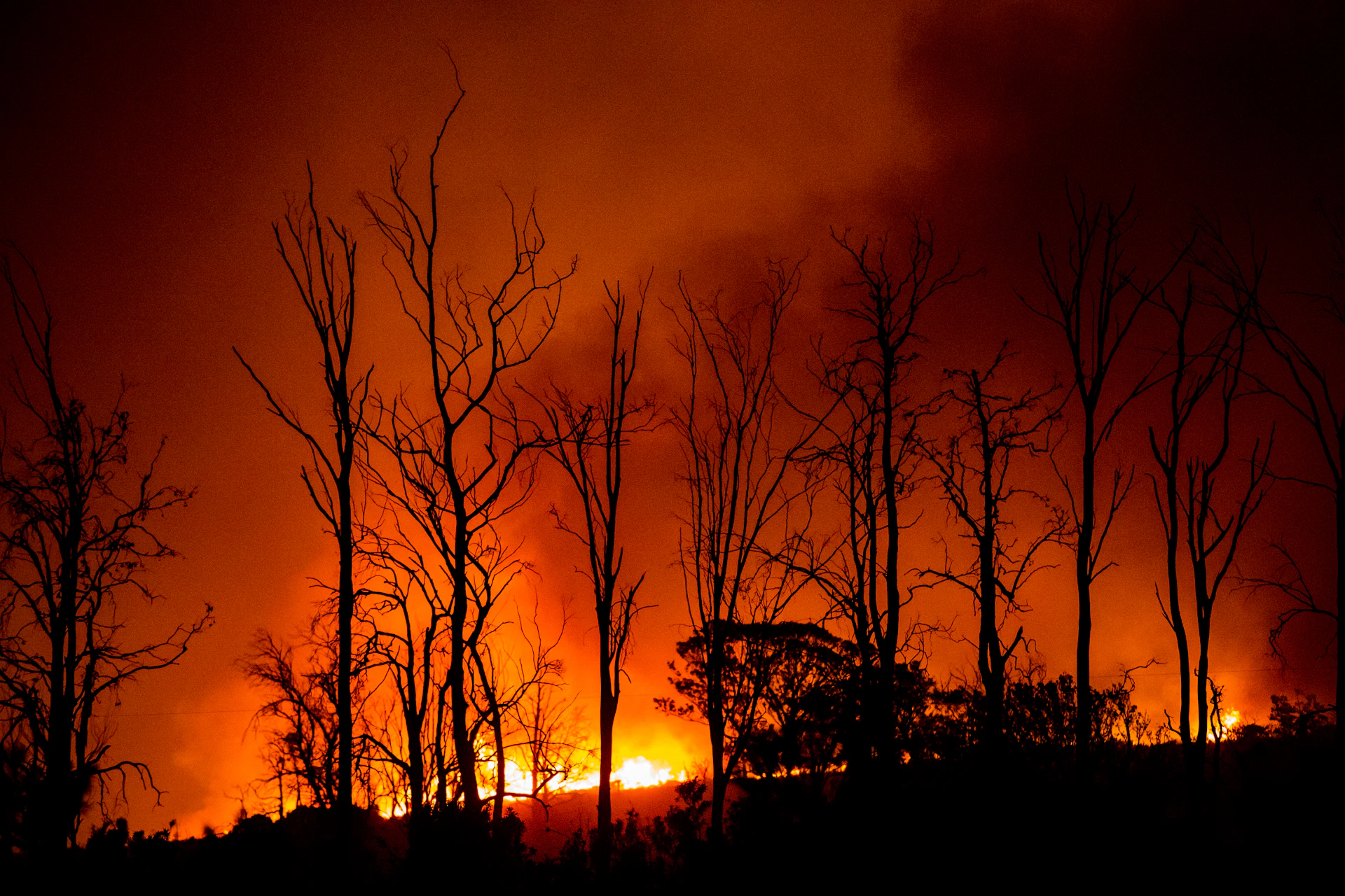 a fire blazing in the distance with trees in the foreground