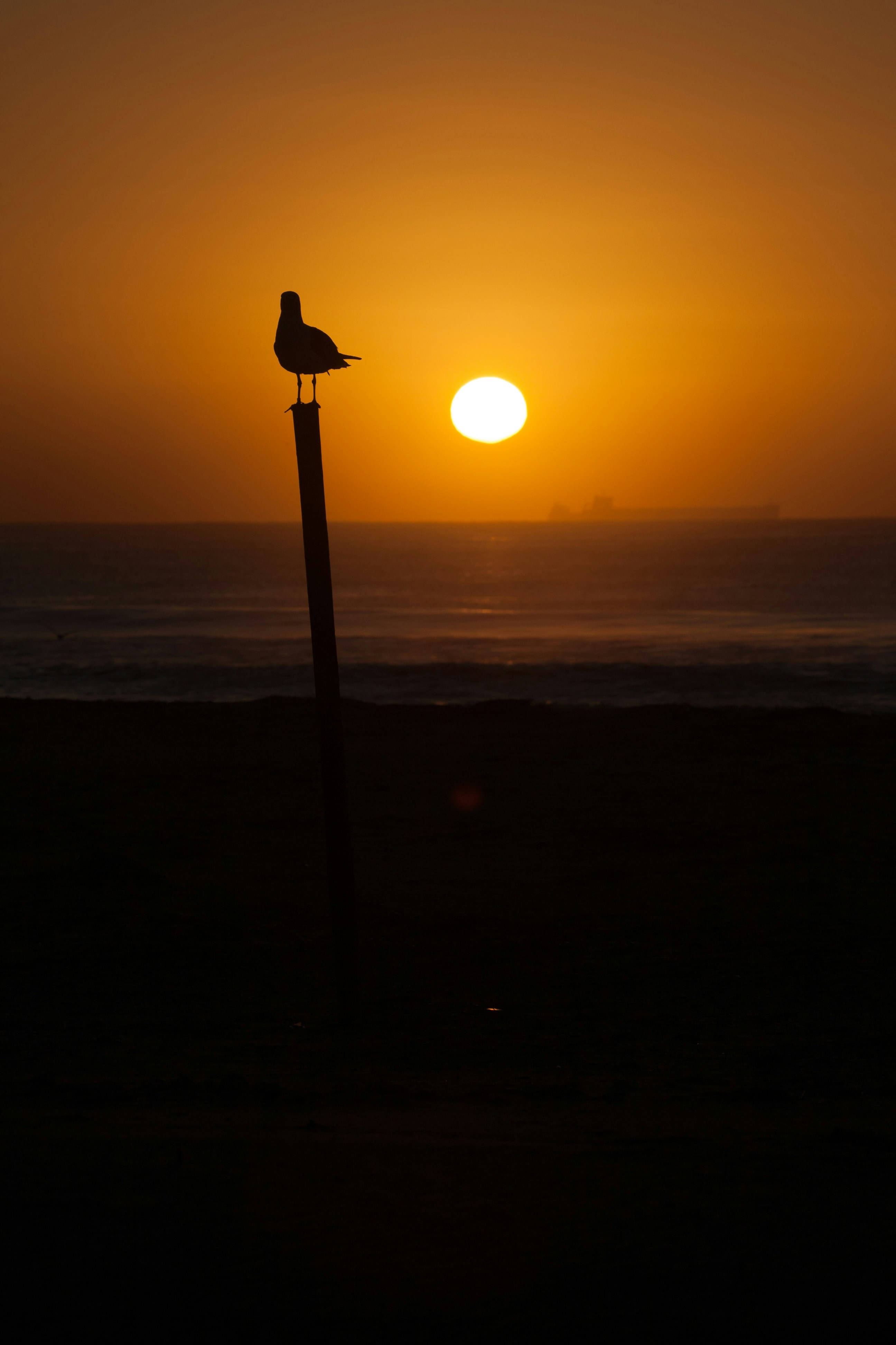 Photo by derasmus