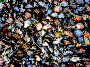 A close-up view of numerous mussels clustered together, showcasing a variety of shades and textures on their shells.