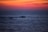 Tourists watching dolphins leap from a boat in calm ocean waters during sunset.