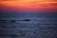 Tourists watching dolphins leap from a boat in calm ocean waters during sunset.