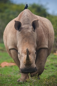 A large rhinoceros is standing on green grass with a small black bird perched on its back. The rhino's texture is rugged and earthy, and it is facing forward with its massive horn prominently displayed. The background is lush, with hints of greenery and a blurred natural landscape.