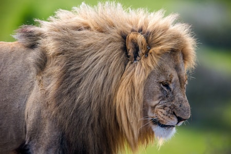 A majestic lion with a thick, golden mane stands in profile against a blurred, natural green background. The fur appears slightly windswept, accentuating the lion's regal and powerful presence. The focus is on the lion's face and mane, highlighting its serene yet commanding expression.