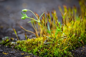 A close-up of wild green plants growing resiliently among rocks.