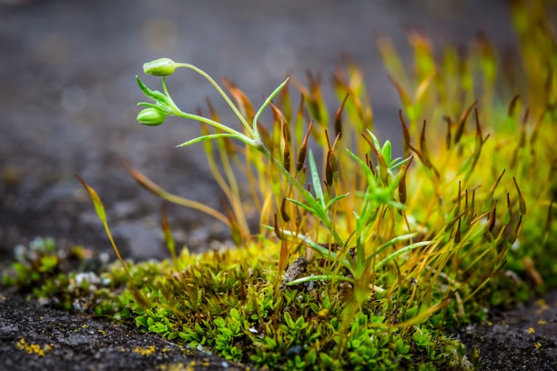 A close-up of wild green plants growing resiliently among rocks.