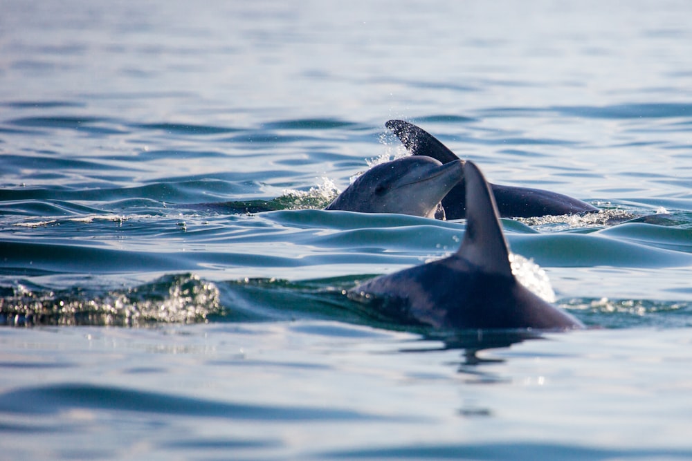 a couple of dolphins swimming in the ocean